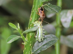 Eocanthecona furcellata