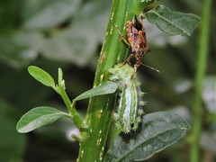Eocanthecona furcellata