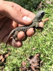 Uracentron flaviceps