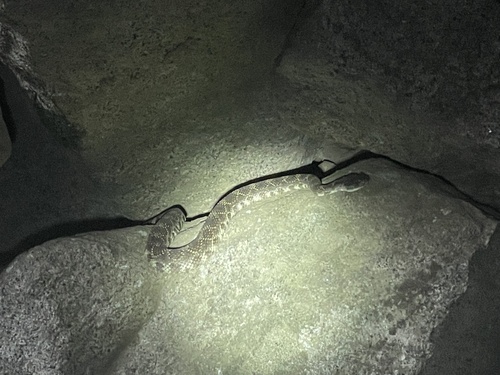 iNaturalist observation photo of Northern Pacific Rattlesnake
