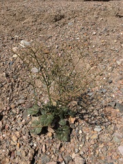 Eriogonum hoffmannii hoffmannii