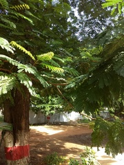 Peltophorum pterocarpum