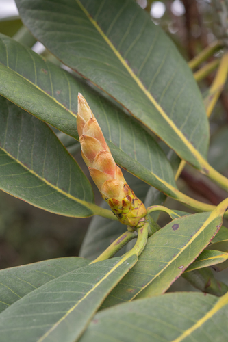 Rhododendron kesangiae, photograph 6