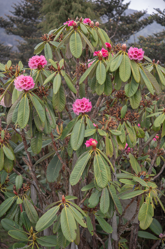 Rhododendron kesangiae, photograph 1