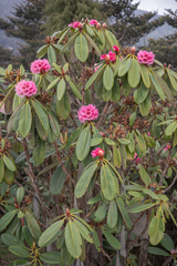Rhododendron kesangiae