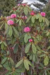 Rhododendron kesangiae, photograph (c) Morten Ross, some rights reserved (CC BY)