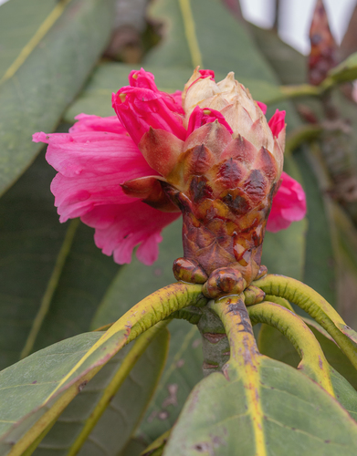Rhododendron kesangiae, photograph 3