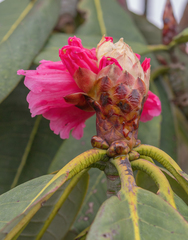 Rhododendron kesangiae, photograph (c) Morten Ross, some rights reserved (CC BY)