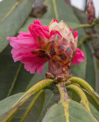Rhododendron kesangiae, photograph 4