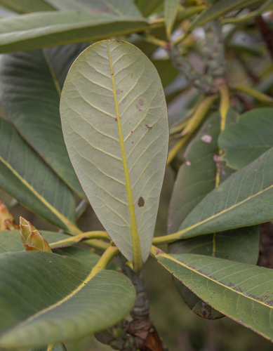 Rhododendron kesangiae, photograph 5