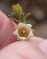 (c) Morten Ross, some rights reserved (CC BY) Gaultheria trichophylla, photograph (c) Morten Ross, some rights reserved (CC BY)