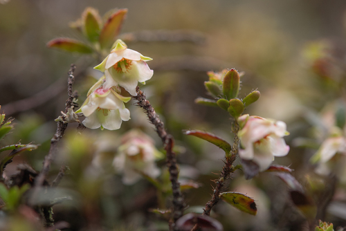 Gaultheria trichophylla, photograph 2