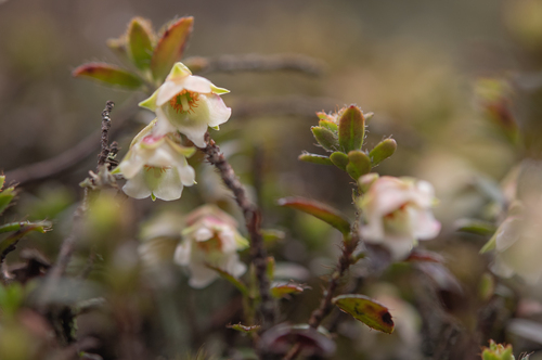 Gaultheria trichophylla, photograph 3