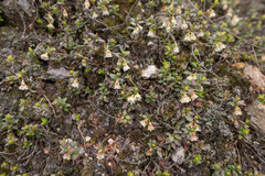 (c) Morten Ross, some rights reserved (CC BY) Gaultheria trichophylla, photograph (c) Morten Ross, some rights reserved (CC BY)