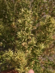 Brickellia longifolia multiflora