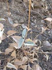 Bahiopsis reticulata