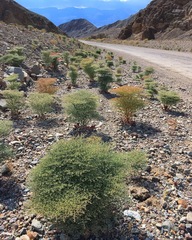 Eriogonum rixfordii