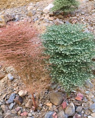 Eriogonum rixfordii
