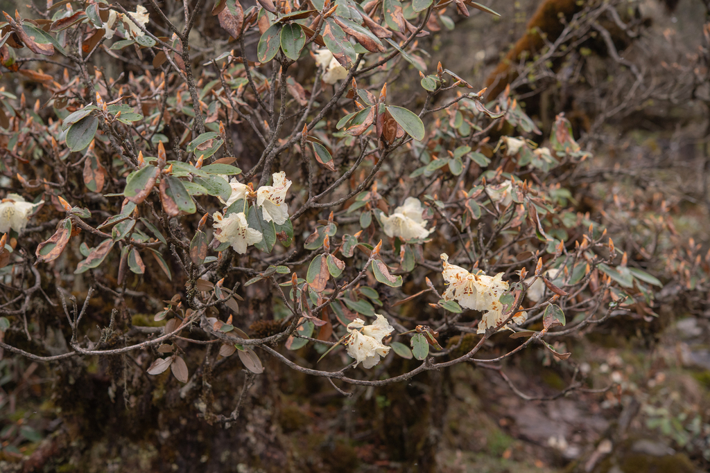 Rhododendron lanatum; photograph (c) Morten Ross, some rights reserved (CC BY)