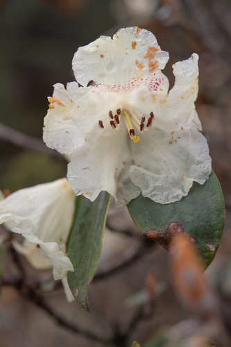 Rhododendron lanatum, photograph 2