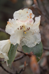 Rhododendron lanatum