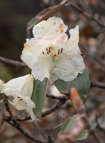 Rhododendron lanatum, photograph 3