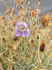 Penstemon fruticiformis