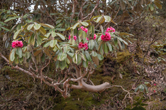 Rhododendron hodgsonii, photograph (c) Morten Ross, some rights reserved (CC BY)