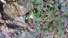 Spiraea morrisonicola