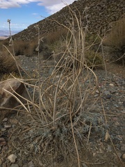 Lupinus magnificus magnificus