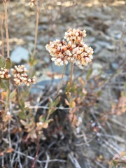Eriogonum microtheca panamintense