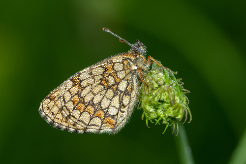 Heath Fritillary photo 4