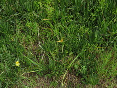 Adenogramma glomerata