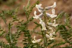 Sophora nuttalliana
