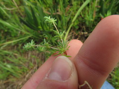 Adenogramma glomerata