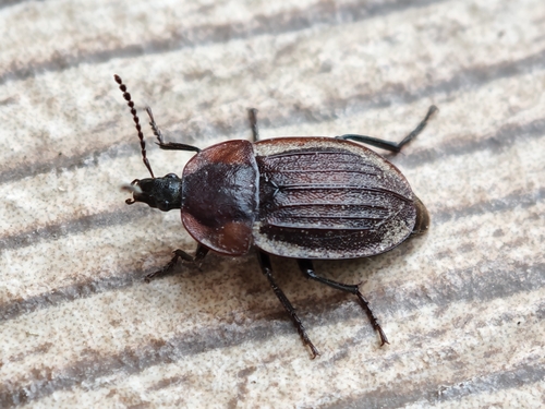 Šliužagraužis maitvabalis nuotrauka