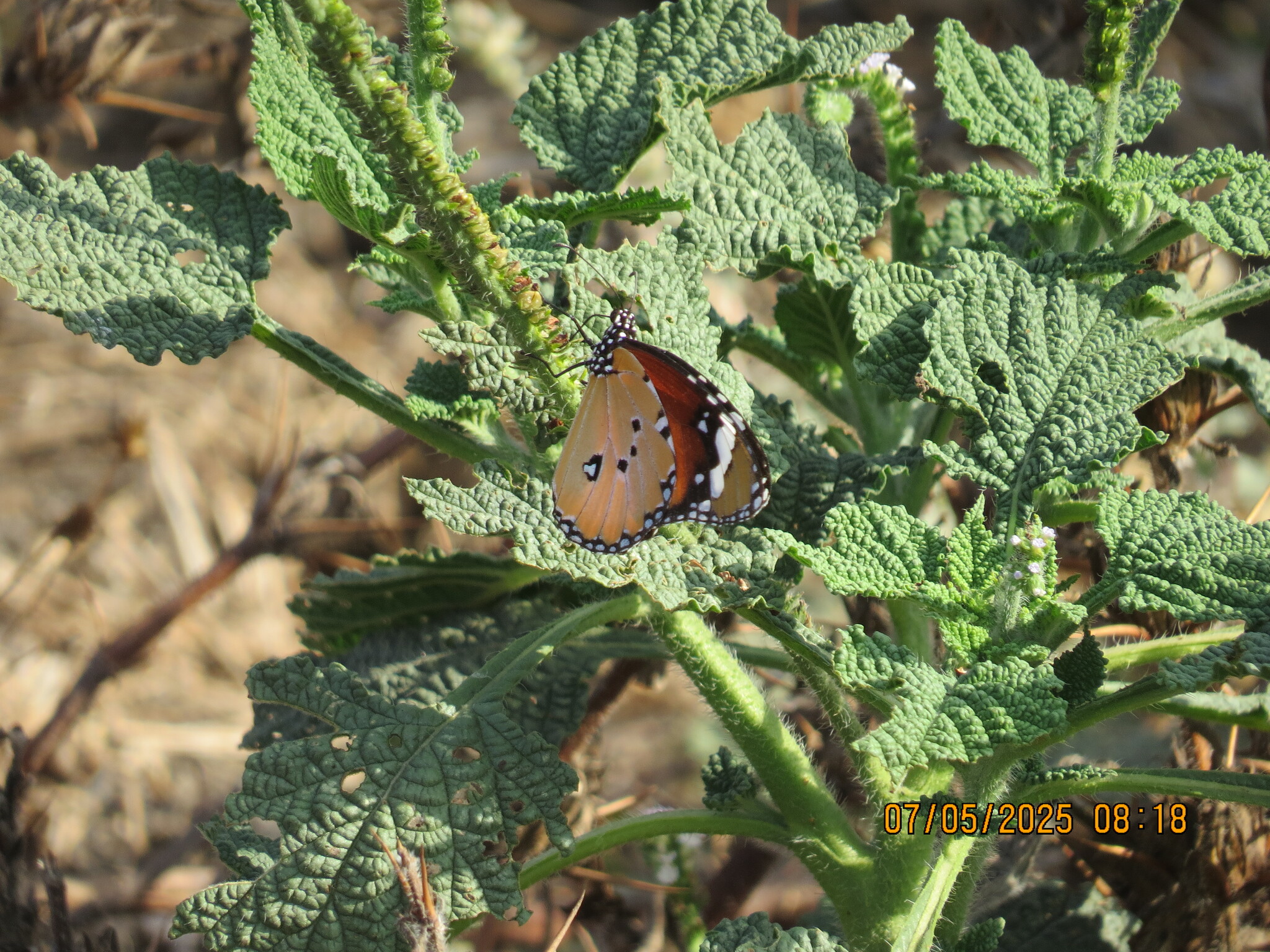 Plain Tiger