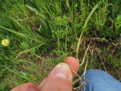 Adenogramma glomerata