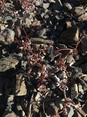 Eriogonum eremicola