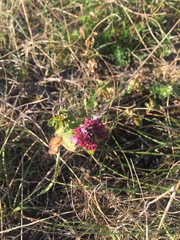 Origanum vulgare