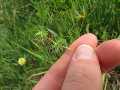 Adenogramma glomerata