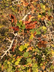 Acer glabrum diffusum