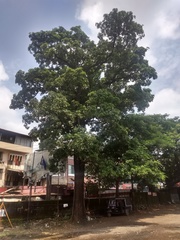 Alstonia scholaris