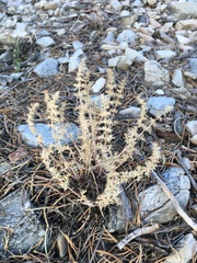 Lomatium parryi