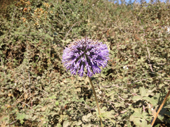 Echinops adenocaulos