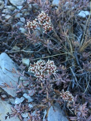 Eriogonum microtheca panamintense