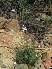 Heliophila carnosa