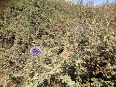 Echinops adenocaulos