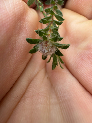 Foto de Kunzea capitata