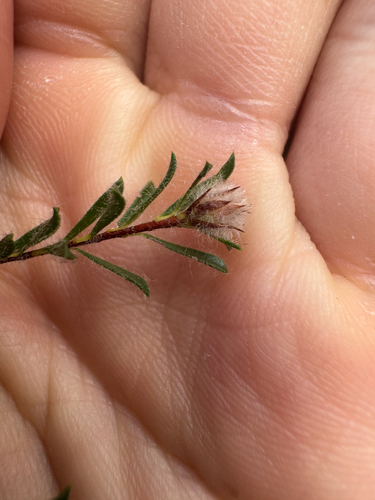 Foto de Kunzea capitata